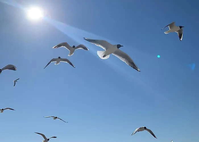 Sunshine Z Krytym Basenem - Baltic Apartments-sannel For Rent Apartmán *